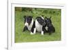 Bull Terrier 01-Bob Langrish-Framed Photographic Print