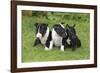 Bull Terrier 01-Bob Langrish-Framed Photographic Print