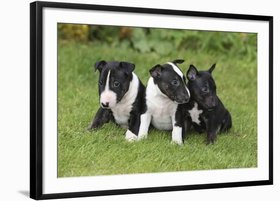 Bull Terrier 01-Bob Langrish-Framed Photographic Print