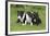 Bull Terrier 01-Bob Langrish-Framed Photographic Print