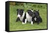 Bull Terrier 01-Bob Langrish-Framed Stretched Canvas