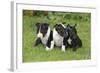 Bull Terrier 01-Bob Langrish-Framed Photographic Print