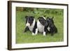 Bull Terrier 01-Bob Langrish-Framed Photographic Print