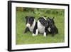Bull Terrier 01-Bob Langrish-Framed Photographic Print