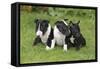 Bull Terrier 01-Bob Langrish-Framed Stretched Canvas