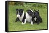 Bull Terrier 01-Bob Langrish-Framed Stretched Canvas