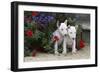 Bull Terrier 02-Bob Langrish-Framed Photographic Print