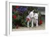 Bull Terrier 02-Bob Langrish-Framed Photographic Print