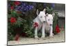 Bull Terrier 02-Bob Langrish-Mounted Photographic Print