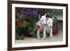 Bull Terrier 02-Bob Langrish-Framed Photographic Print