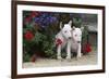 Bull Terrier 02-Bob Langrish-Framed Photographic Print