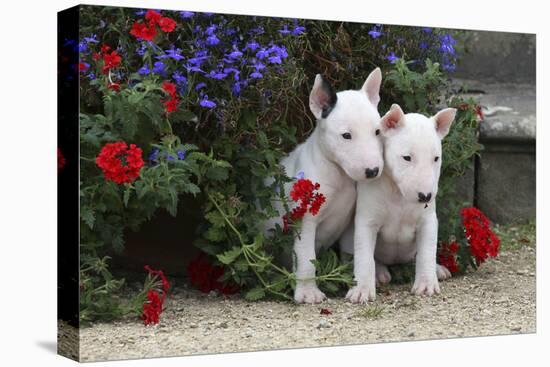 Bull Terrier 02-Bob Langrish-Stretched Canvas