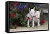 Bull Terrier 02-Bob Langrish-Framed Stretched Canvas