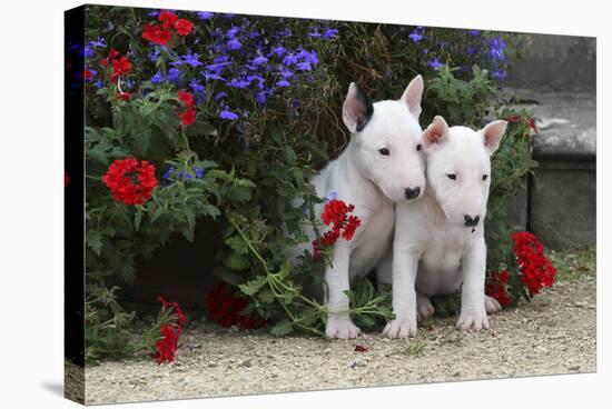 Bull Terrier 02-Bob Langrish-Stretched Canvas