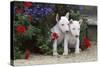 Bull Terrier 02-Bob Langrish-Stretched Canvas