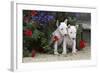 Bull Terrier 02-Bob Langrish-Framed Photographic Print