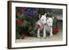 Bull Terrier 02-Bob Langrish-Framed Photographic Print