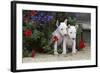 Bull Terrier 02-Bob Langrish-Framed Photographic Print