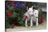 Bull Terrier 02-Bob Langrish-Stretched Canvas
