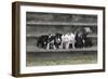 Bull Terrier 03-Bob Langrish-Framed Photographic Print