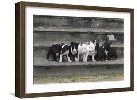 Bull Terrier 03-Bob Langrish-Framed Photographic Print