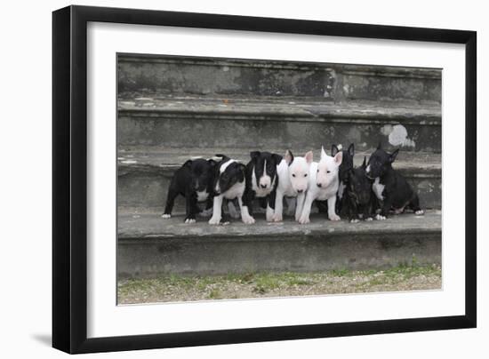 Bull Terrier 03-Bob Langrish-Framed Photographic Print