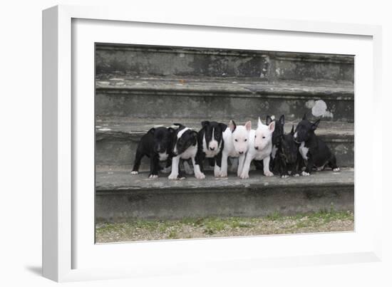 Bull Terrier 03-Bob Langrish-Framed Photographic Print