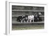 Bull Terrier 03-Bob Langrish-Framed Photographic Print