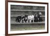 Bull Terrier 03-Bob Langrish-Framed Photographic Print