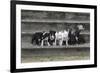 Bull Terrier 03-Bob Langrish-Framed Photographic Print