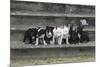 Bull Terrier 03-Bob Langrish-Mounted Photographic Print