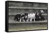 Bull Terrier 03-Bob Langrish-Framed Stretched Canvas