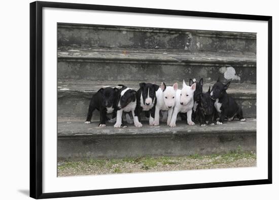 Bull Terrier 03-Bob Langrish-Framed Photographic Print