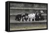 Bull Terrier 03-Bob Langrish-Framed Stretched Canvas