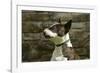 Bull Terrier 05-Bob Langrish-Framed Photographic Print