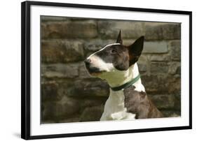 Bull Terrier 05-Bob Langrish-Framed Photographic Print