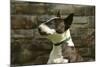 Bull Terrier 05-Bob Langrish-Mounted Photographic Print