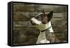 Bull Terrier 05-Bob Langrish-Framed Stretched Canvas