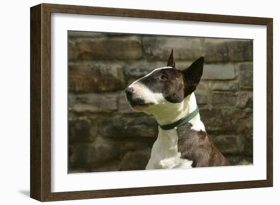 Bull Terrier 05-Bob Langrish-Framed Photographic Print