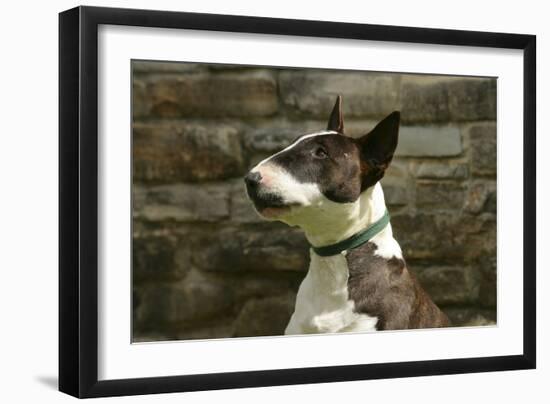 Bull Terrier 05-Bob Langrish-Framed Photographic Print