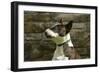 Bull Terrier 05-Bob Langrish-Framed Photographic Print