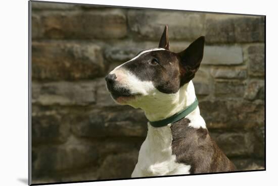 Bull Terrier 05-Bob Langrish-Mounted Photographic Print