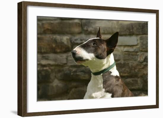 Bull Terrier 05-Bob Langrish-Framed Photographic Print