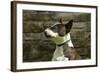 Bull Terrier 05-Bob Langrish-Framed Photographic Print