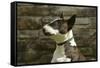 Bull Terrier 05-Bob Langrish-Framed Stretched Canvas