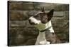 Bull Terrier 05-Bob Langrish-Stretched Canvas