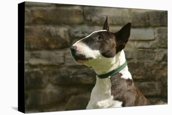 Bull Terrier 05-Bob Langrish-Stretched Canvas