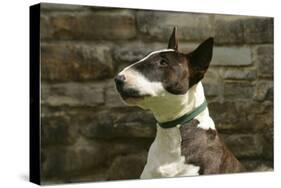 Bull Terrier 05-Bob Langrish-Stretched Canvas