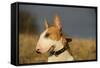 Bull Terrier 14-Bob Langrish-Framed Stretched Canvas