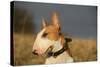 Bull Terrier 14-Bob Langrish-Stretched Canvas